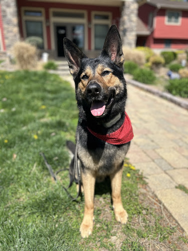 Ruff Haus Kennels, LLC