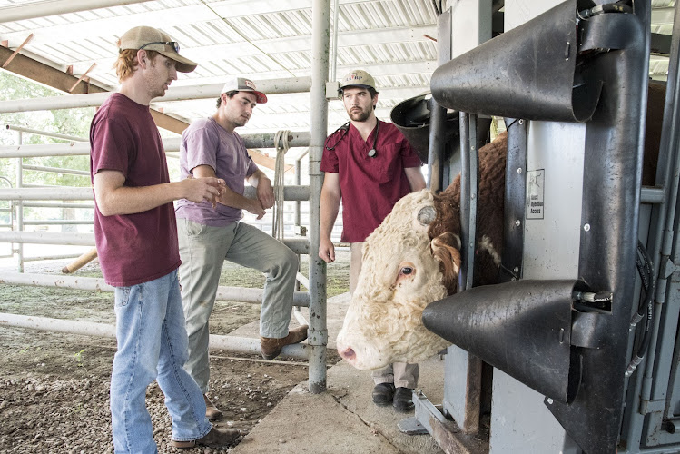 West Fork Veterinary Services